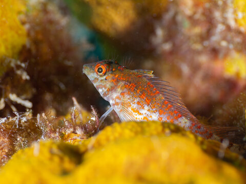 Threefin Blenny On A Rock (Grand Cayman, Cayman Islands)