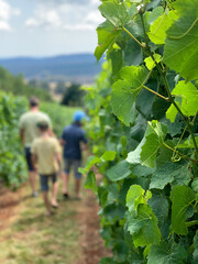 Green unripened grapes on a vine in a vineyard with out of focus young family walking the row. People. Family, children.