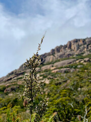 rocky outcrop Tasmania with plant in focus in foreground. Frecinet National Park Australia. No people, copy space