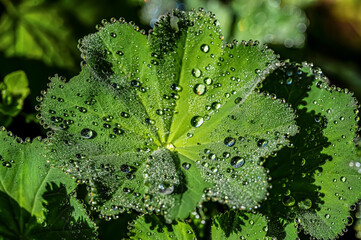 Morgentau Blatt mit Tropfen