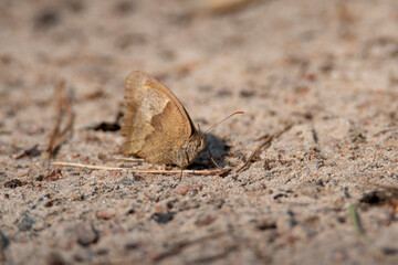 butterfly on the sand