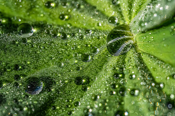 Morgentau Blatt mit Tropfen