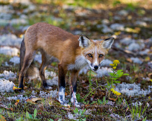 Red Fox Stock Photo and Image. Fox Picture. Side view looking at camera with a blur foliage background with its summer fur coat in its environment and habitat surrounding.