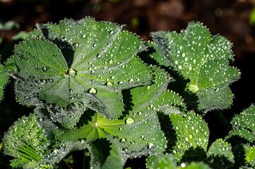 Morgentau Blatt mit Tropfen