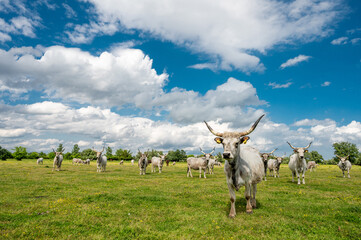 Herd of podolian bulls and cows on the pasture with beautiful landscape in the background.