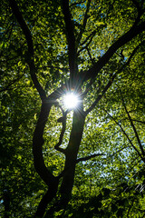 Wald Blick mit Sonne