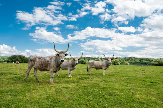 Herd of podolian cows  with big horns on the pasture with beautiful landscape in the background.