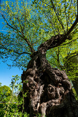 Baum alte Eiche