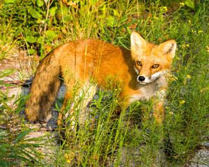 Naklejka premium Red Fox Stock Photo and Image. Basking in the late evening sun light in its environment and habitat surrounding with a foliage background and foreground. Fox Picture.
