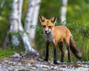 Red Fox Stock Photo and Image. Close-up profile view with blur forest and birch trees background in its environment and habitat surrounding and looking at camera. Fox Picture.