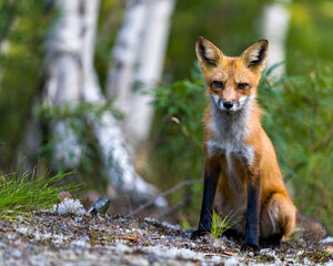 Red Fox Stock Photo and Image. Close-up profile view sitting with blur forest and birch trees background in its environment and habitat surrounding and looking at camera. Fox Picture.
