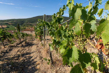 Fototapeta na wymiar Weinstock close up auf einem Weinanbau in sonnigen Italien.