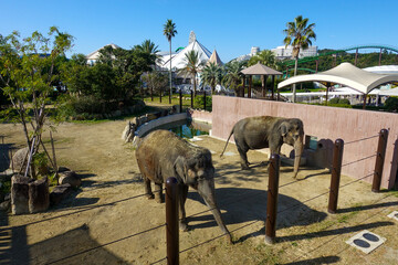 Naklejka premium elephant at Zoo, Adventure World in Wakayama prefecture, Japan.