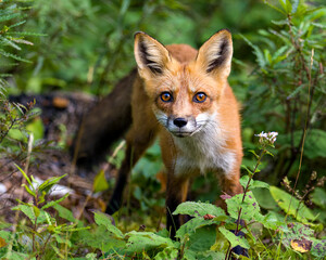 Red Fox Stock Photo and Image. Close-up profile view looking at camera with blur foliage background and foreground in its environment and habitat surrounding. Fox Picture.