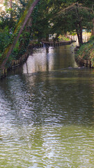 Fototapeta na wymiar Des cygnes blancs et des canards naviguent paisiblement sur un ruisseau, dans le Jardin des plantes, à Toulouse