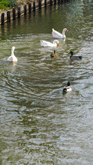 Des cygnes blancs et des canards naviguent paisiblement sur un ruisseau, dans le Jardin des plantes, à Toulouse