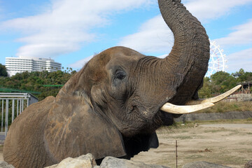 elephant at Zoo, Adventure World in Wakayama prefecture, Japan.