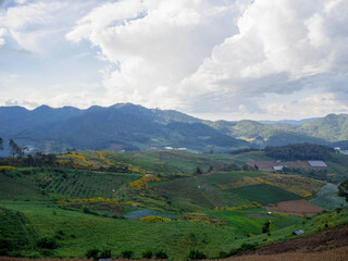 Fototapeta premium The Tree Marigold field and agriculture in the higher mountain, Mae hong son, Thailand.