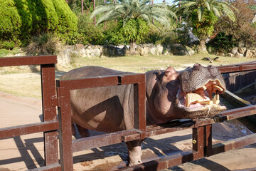 hippopotamus at Zoo, Adventure World in Wakayama prefecture, Japan.