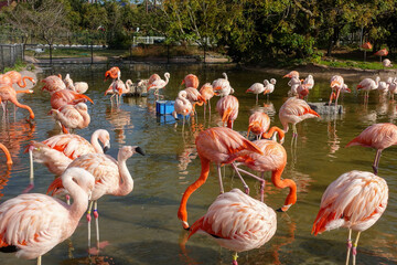 Obraz premium Greater flamingo at Zoo, Adventure World in Wakayama prefecture, Japan.