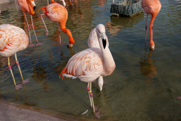 Greater flamingo at Zoo, Adventure World in Wakayama prefecture, Japan.