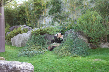 Panda at Zoo, Adventure World in Wakayama prefecture, Japan.