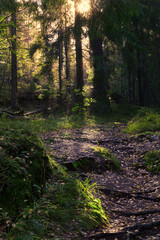 Shafts of light in an autumn pine forest near Vyborg, Russia