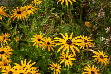 Beautiful field with colorful garden flowers.
