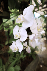 a broad-blown Western orchid