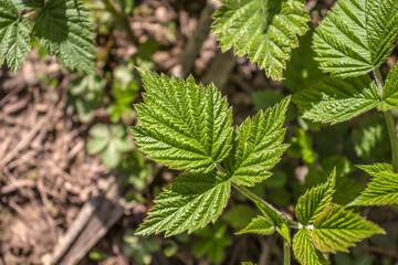 Young fresh raspberry leaves in nature