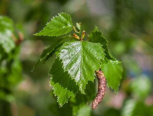 Young fresh birch leaf in the sun close-up in nature