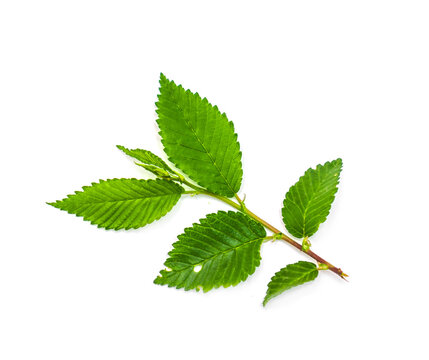 Leaves of the plant elm on a white background