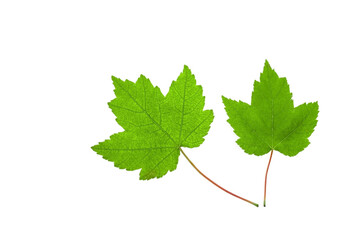 Green leaf of Canadian maple isolated on white background