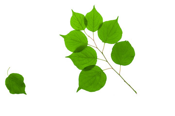 Green apricot leaves isolated on white background.