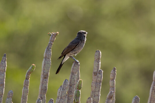 Spotted Flycatcher ( Muscicapa striata) Small passerine bird in the Old World flycatcher family,