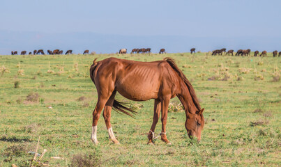 Horses graze in the foothills in windy weather. Blur.