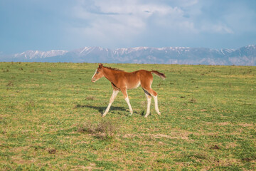 Fototapeta premium The foal grazes in the foothills. The foal is in motion. Blur.
