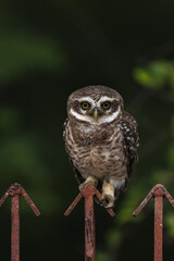Spotted Owlet Raptor Wide Open Eyes Portrait