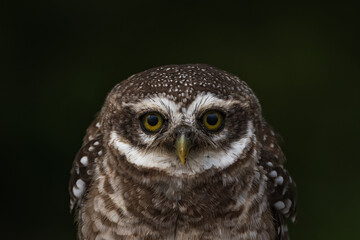 Spotted Owlet Raptor Wide Open Eyes Portrait