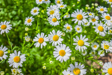 Fototapeta premium Pharmacy chamomile plant in field as background