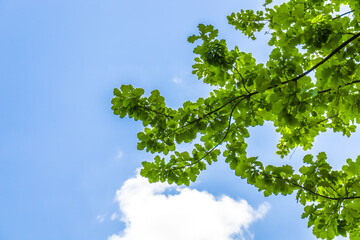 Green leaves of oak tree on a background of sky with clouds