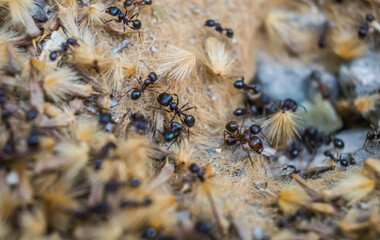 Anthill in nature. Ants in motion. Blur.