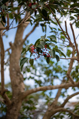 赤い実のなる木　クロガネモチ