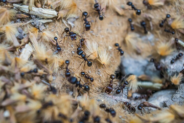 Anthill in nature. Ants in motion. Blur.