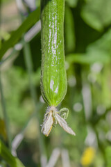 Greenhouse cucumber in the garden bed.