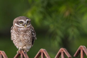 Spotted Owlet Raptor Wide Open Eyes Portrait