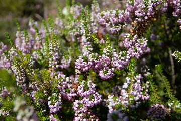 Cornish heath or wandering heath or Erica vagans plants in mid summer bloom