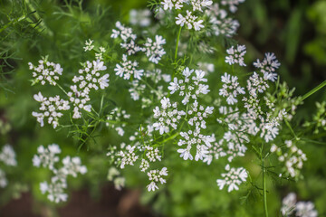 Flowering cilantro plant in nature