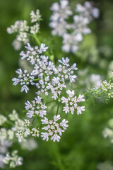 Obraz premium Flowering coriander plant in nature