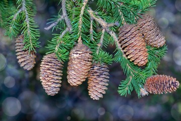 Spruce branch with cones on a blurred natural background close-up.